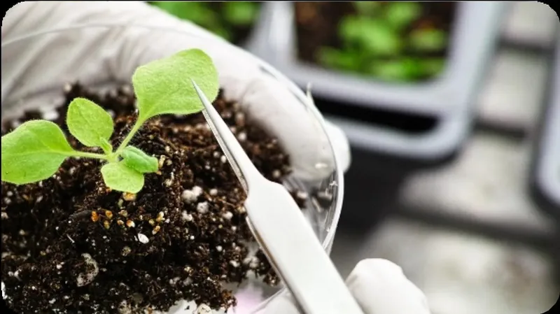 A seedling under Jalisco technology treatment